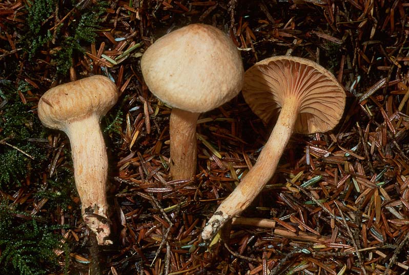 Chroogomphus tomentosus